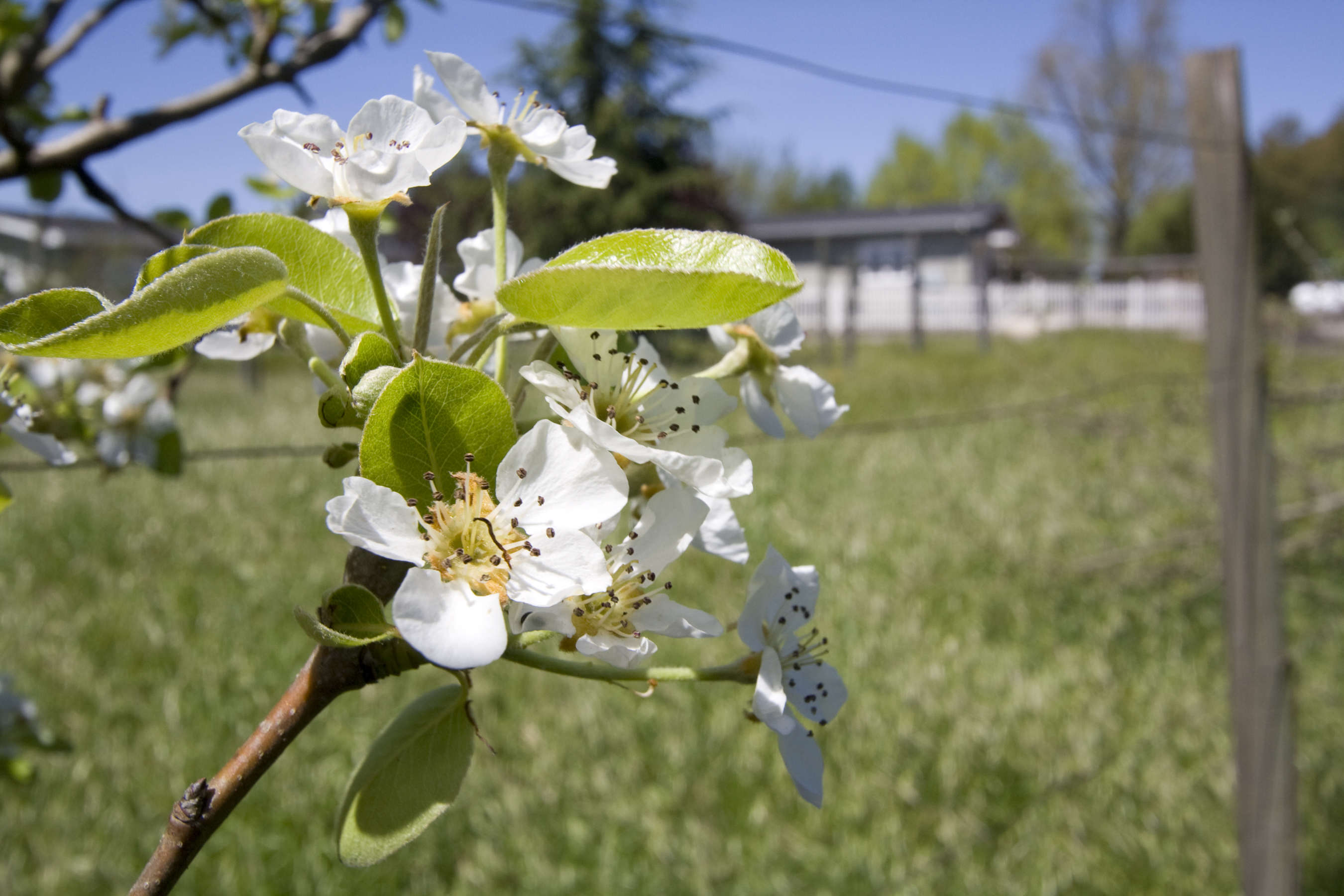 Sebastopol Apple Blossom