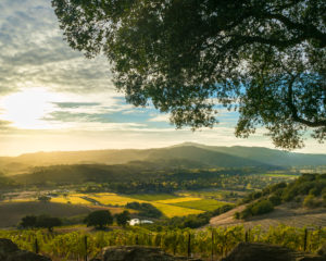 Sunset at Sonoma California patchwork vineyard at harvest